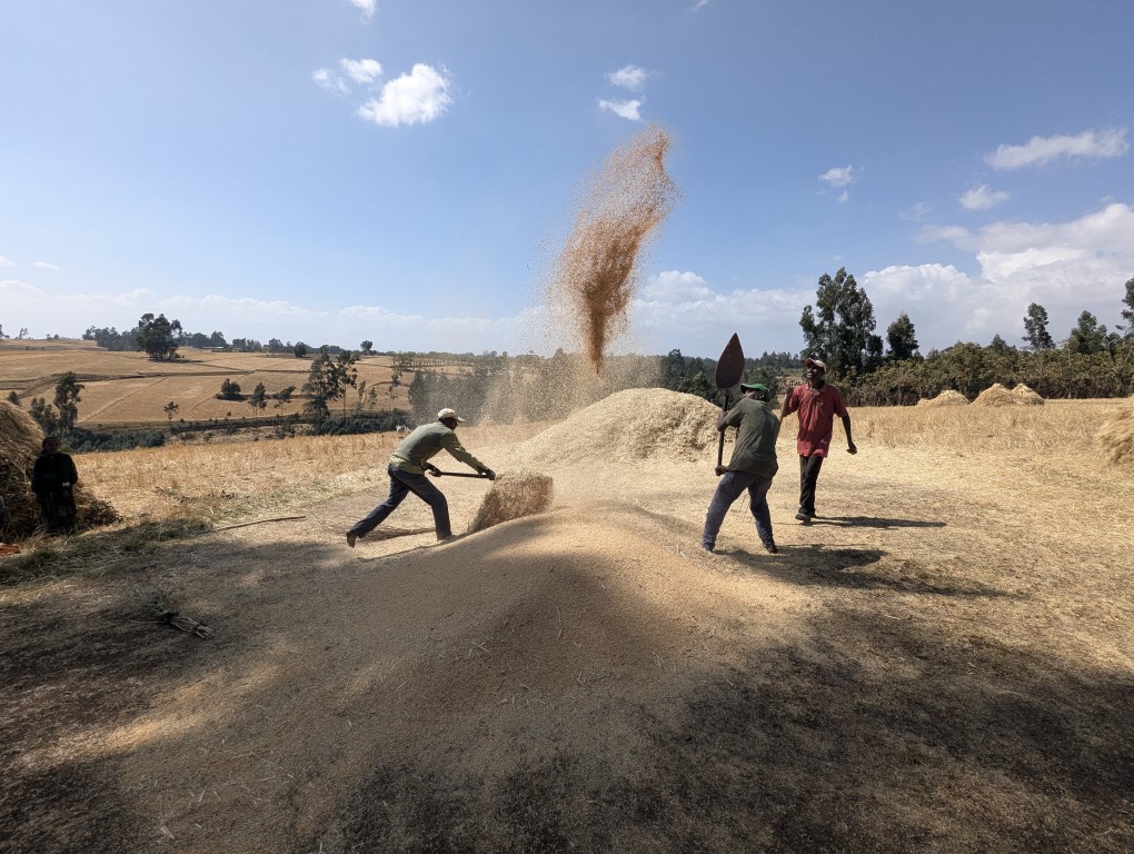 Getreideernte in Chole